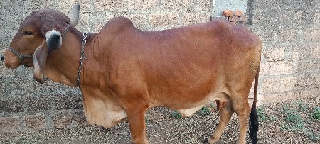 ગાય