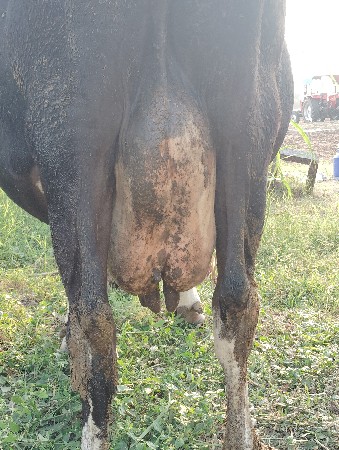 ગાય વેચવાની છે