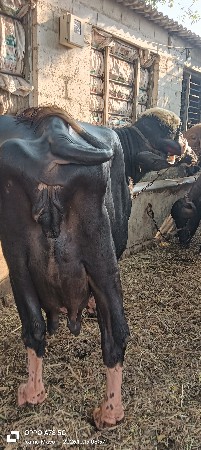 ભેસ