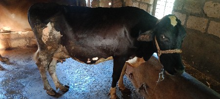 ગાય વેચવાની છે