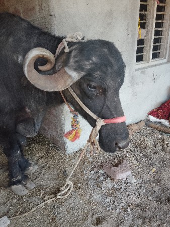 ભેંસ વેચવાની છે