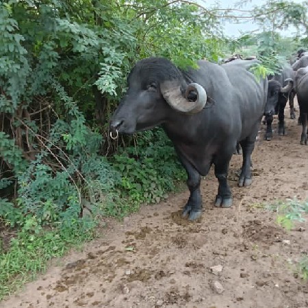 પાડો વેચવાનો સે