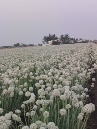 ડુંગળી નુ બીયારણ પીળી પતી