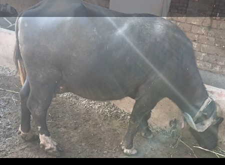 એક મયના નીવાર છે
દસં મો મયનોહાલે છે