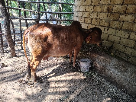 ગાય વેચવાની છે