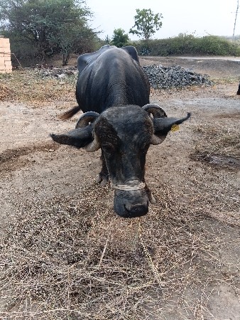 ભેસ વેચવાની છે