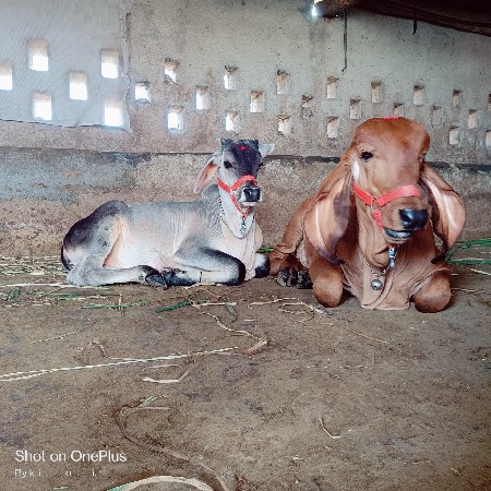 ગાય બીજું વેતર વ્યાસે