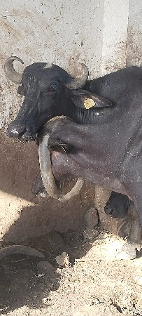 ભેંસ વેચવાની છે