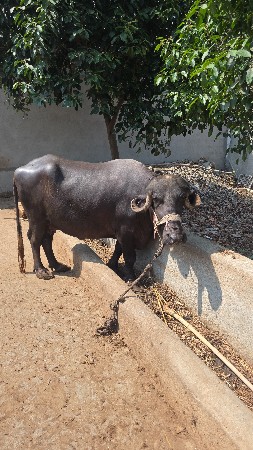 ટોપલી ભેસ