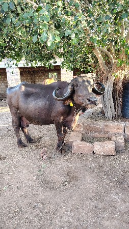 જાફરાબાદી ભેંસ વેચવાની છે