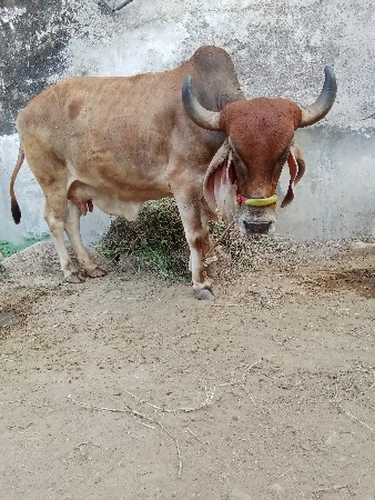 દેશી ગાય