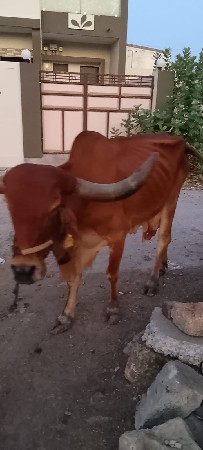 (3) ગાયવેચાવછે