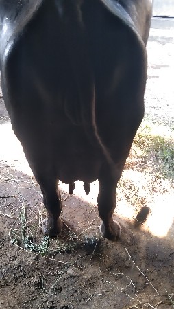 બીજું વેતર.  પાંચ દીની વિયાણ