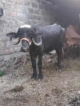 ખડેલી વેસવાની છે