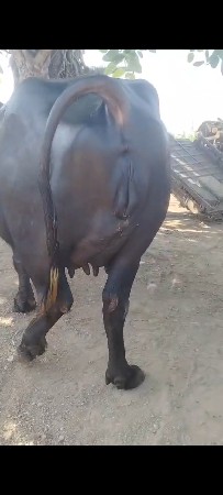 હા ભેંસ વેચવાની છે