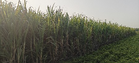 શેરડી ઘાસ સારા માટે વેચવાની છે