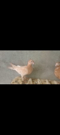કબૂતરાની જોડી વેચવાની છે