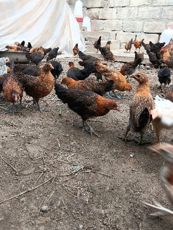 દેશી સોનાલી ના બચ્ચા