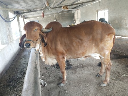 હોળકી વેચવાની છે