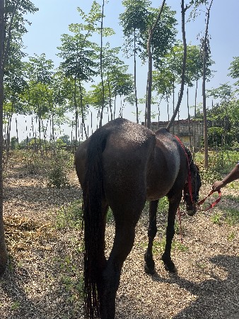 પયોર કાઠીયાવાડી ઘોડી વેચવાની છે