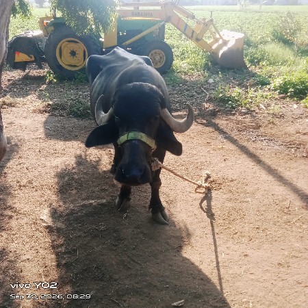 વેચવાની છે