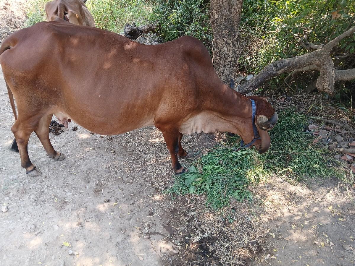 ગાય વેસવાની છે