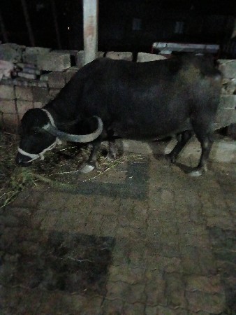 ભેંસ વેચવાની છે
