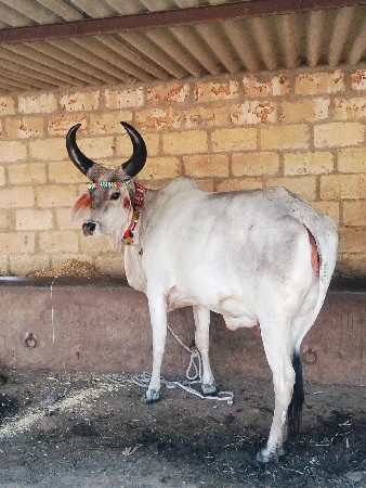 કાંકરેજ હોડકીવેશવાનિછે
