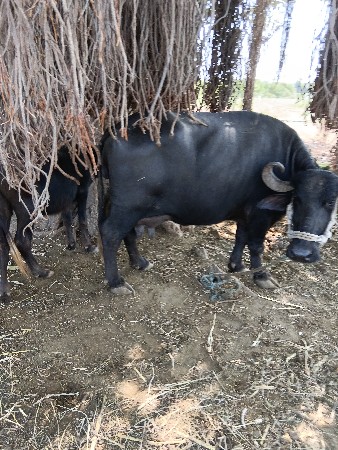 ભેંસ વેચવાની છે