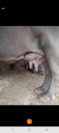 ભેંસ વેચવાની છે