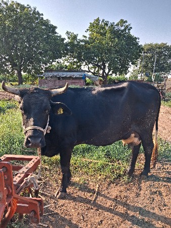 ગીર ક્રોસ ગાય વેચવાની છે