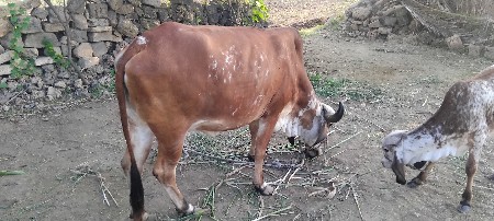 ગાય