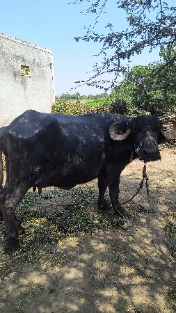 આ ભેંસ વેચવાની છે ટોટલ જવાબદારી