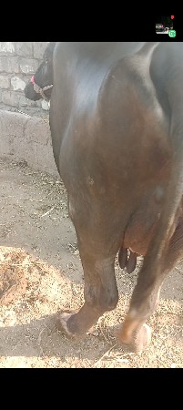 બીજું વેતર