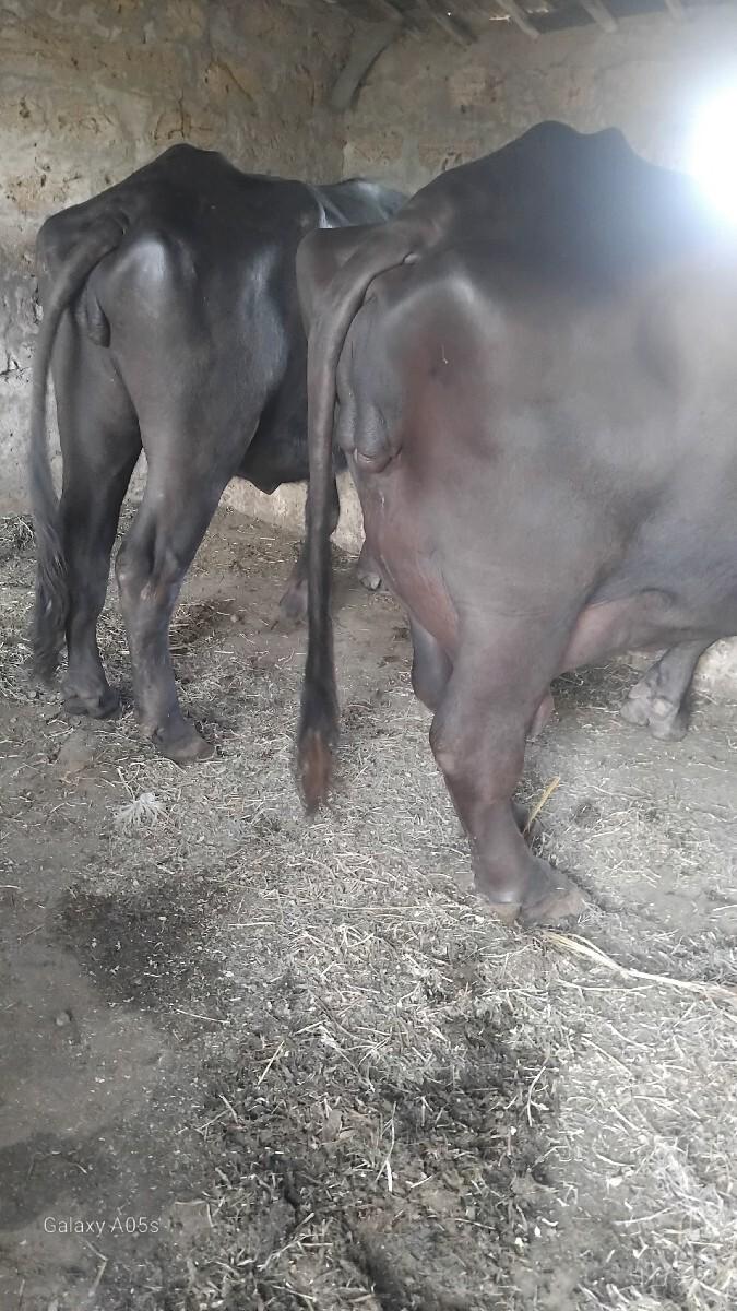 ભેંસ વેચવાની છે