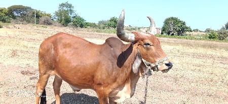 ગોધલા વેચવાના છે