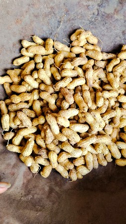 જી 20