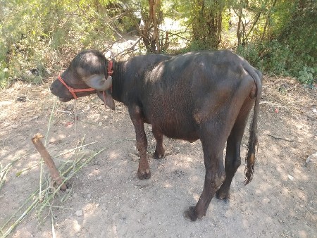 પાડી વેચવાની છે