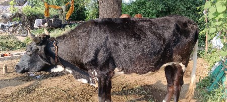 vasdi