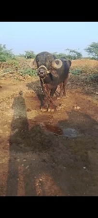 આ પાડોવેસવાનોસે