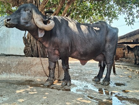 ભેંસ વેચવાની છે