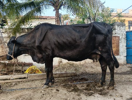 s.f ગાય વેચવા ની છે