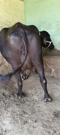 બીજુ વેતર ગાભણી છે