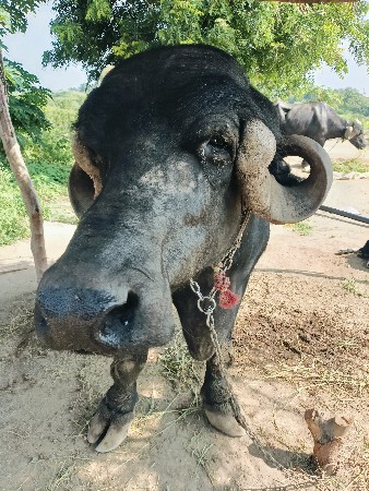 ભેંશ વેચવાની છે