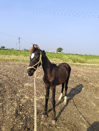colt:- rajvansh