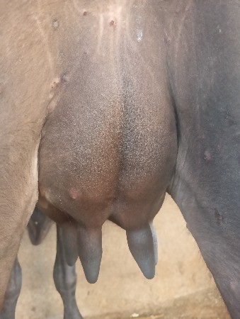 ભેંસ વેચવાની છે