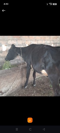 સાટા માં પાડી લેવાની છે