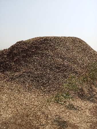 માંડવીનો પાલો