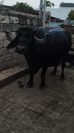 રાજેશભાઈ મંડેરા
