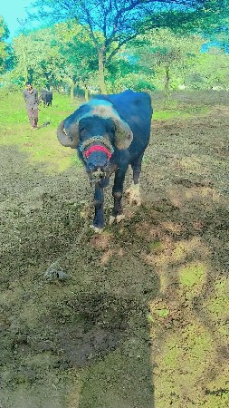 પાડો વેચવાનો છે